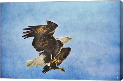 Framed Landing Gear Bald Eagle Print