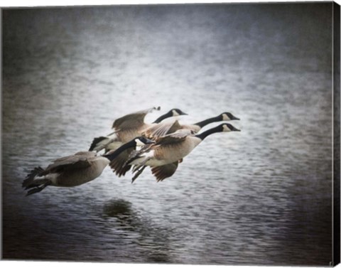 Framed Last Flight Of The Day Print