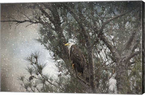Framed Last Winter Blast Bald Eagle Print
