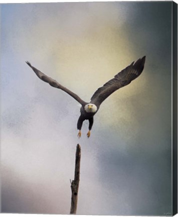 Framed Lift Off Bald Eagle Print