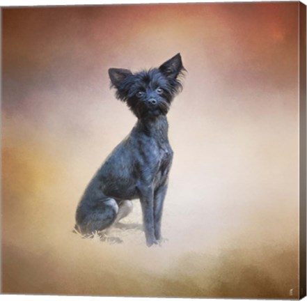 Framed Little Angel Yorkie Poo Print