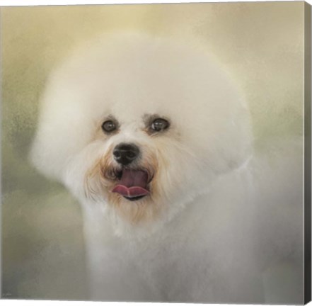 Framed Little Cotton Ball Bichon Frise Print