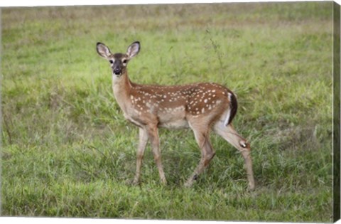 Framed Little Spotted Fawn Print