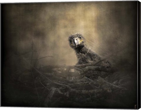Framed Lone Eaglet In The Nest Print