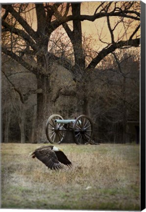 Framed Low Flyer Bald Eagle Print