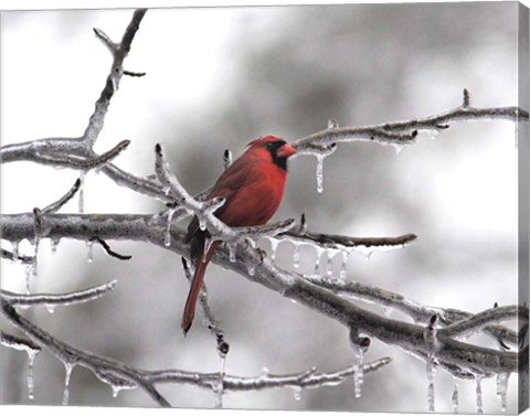 Framed Male Cardinal Braving The Cold Print