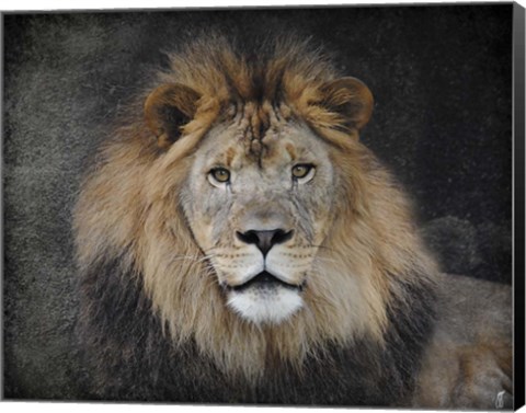 Framed Male Lion Portrait 1 Print