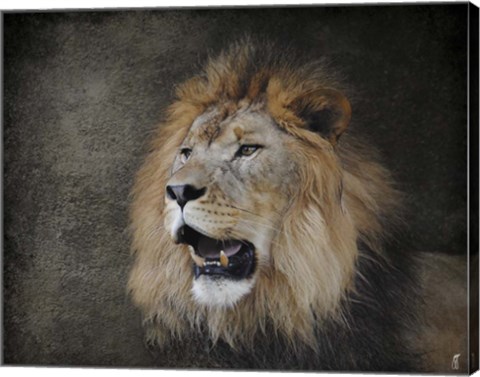 Framed Male Lion Portrait 2 Print