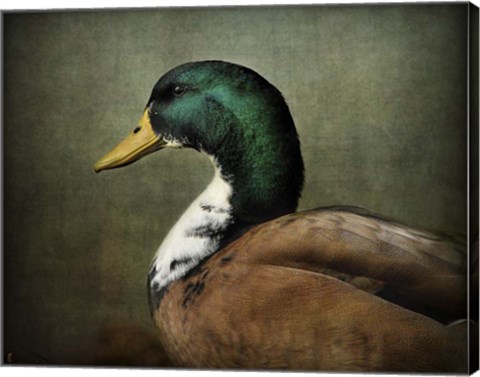 Framed Mallard Duck Portrait Print