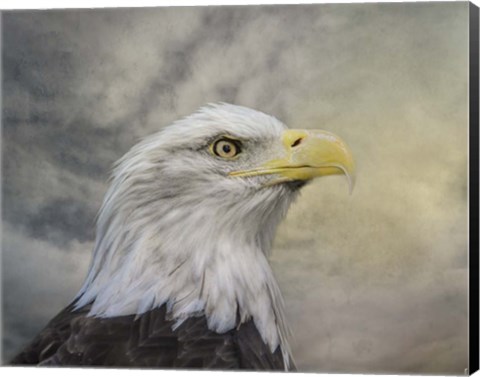 Framed Master Of The Skies Print