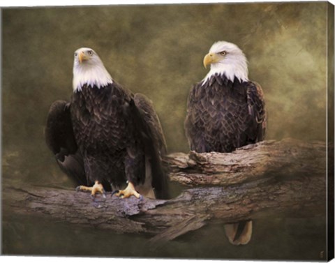 Framed Mates Bald Eagle Pair Print