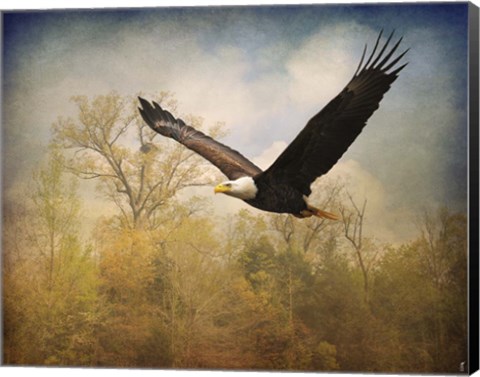 Framed Monarch Of The Skies Bald Eagle Print