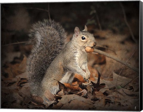 Framed More Than You Can Chew Squirrel Print
