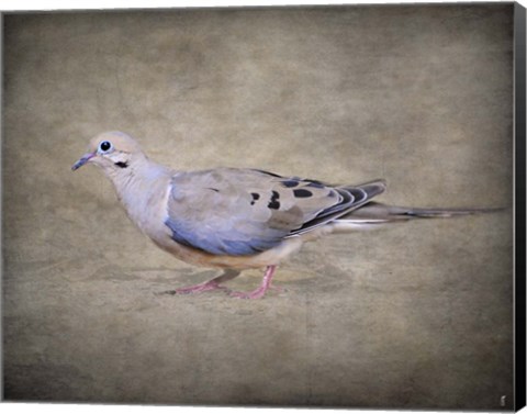 Framed Mourning Dove Portrait Print