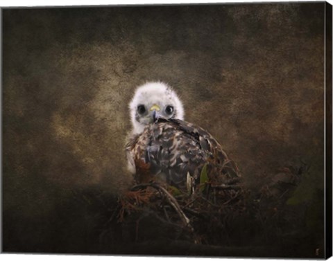 Framed Nestling Baby Red Shouldered Hawk Print