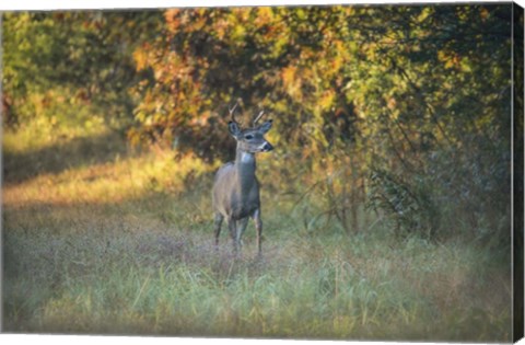 Framed October Buck Print