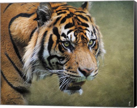 Framed On The Prowl Bengal Tiger Print