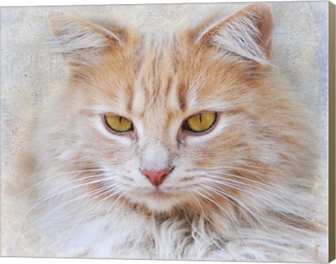 Framed Orange Tabby Cat Portrait Print
