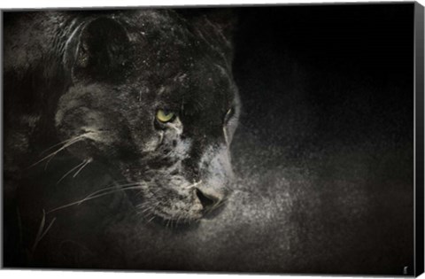 Framed Out Of The Shadows Black Leopard Print