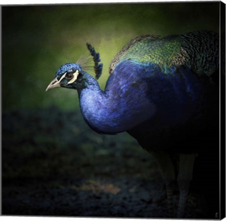 Framed Peacock 1 Print