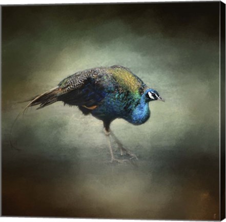 Framed Peacock 10 Print