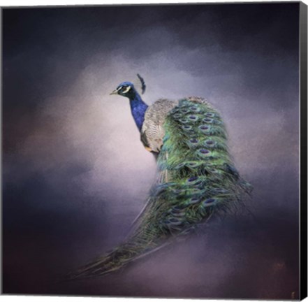 Framed Peacock 11 Print