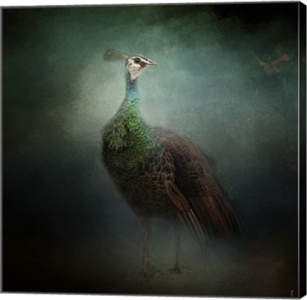 Framed Peacock 2 Print