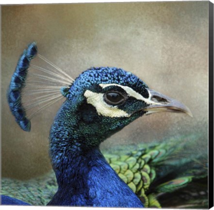 Framed Peacock 3 Print