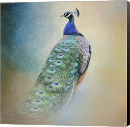 Framed Peacock 4 Print