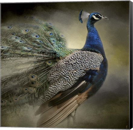 Framed Peacock 5 Print