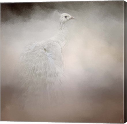 Framed Peacock 6 Print