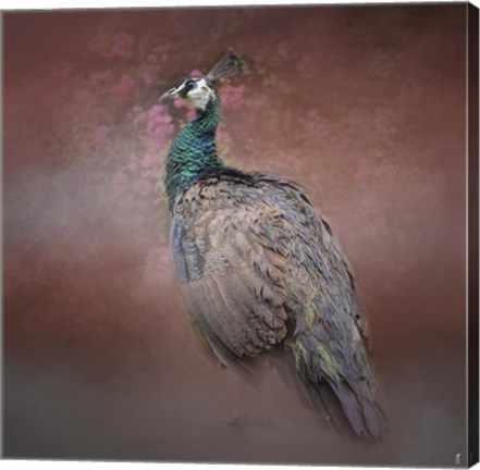 Framed Peacock 7 Print