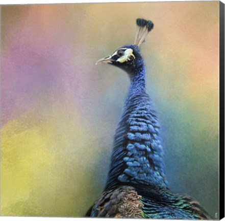 Framed Peacock 8 Print