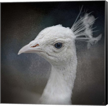 Framed Peacock 9 Print