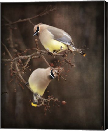 Framed Peek A Boo Cedar Waxwings Print