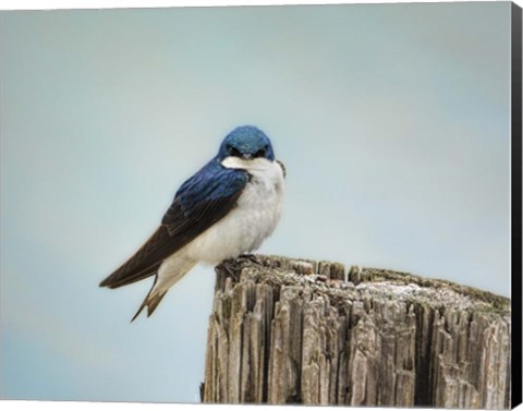 Framed Perched And Waiting Print
