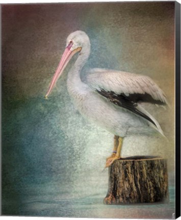 Framed Perched Pelican Print