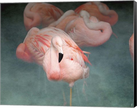 Framed Pink Flamingo 1 Print