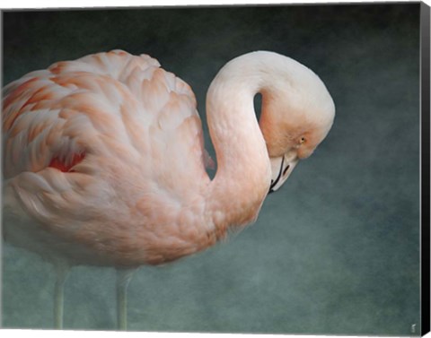 Framed Pink Flamingo 2 Print