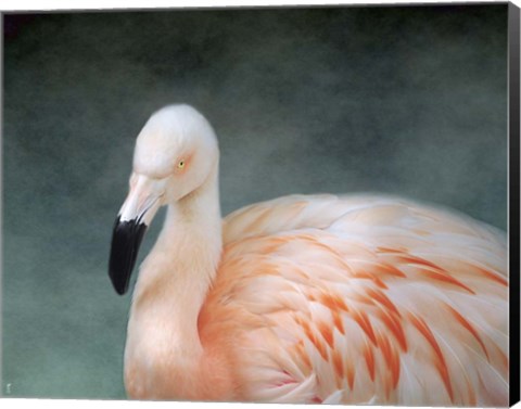 Framed Pink flamingo 3 Print
