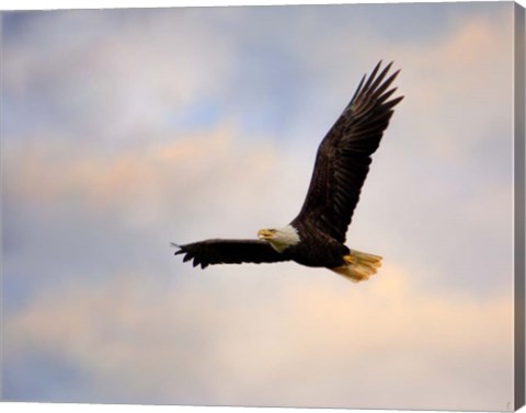 Framed Pinson Mounds Eagle 1 Print