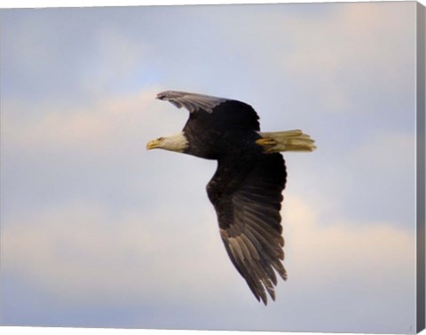 Framed Pinson Mounds Eagle 2 Print