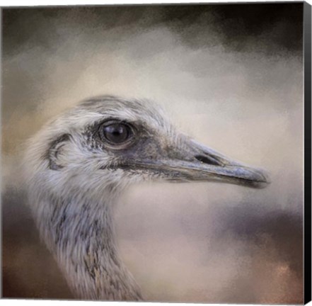 Framed Poised Ostrich Print