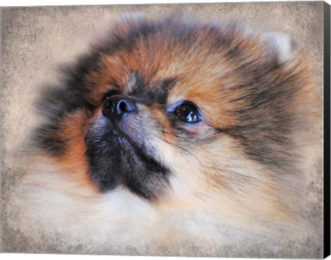 Framed Pomeranian Portrait Print