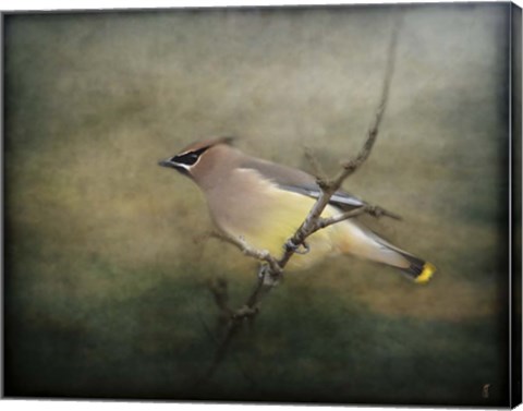 Framed Portrait Of A Cedar Waxwing Print