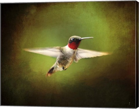 Framed Portrait Of A Hummingbird In Flight Print