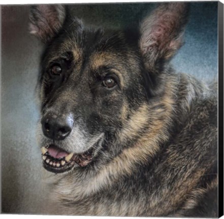 Framed Portrait Of A Shepherd Print