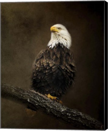 Framed Portrait Of An Eagle Print