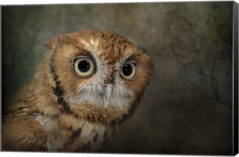 Framed Portrait Of An Eastern Screech Owl Print