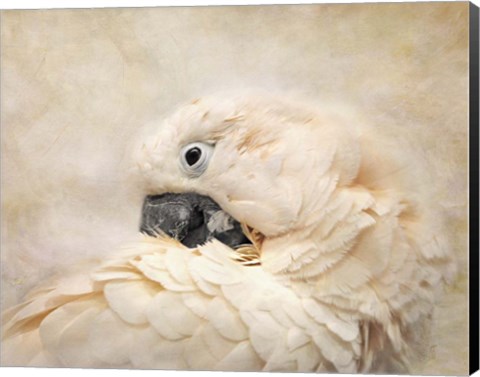 Framed Preening Umbrella Cockatoo Print